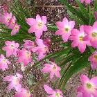 Surekha Devalla | StoryMirror